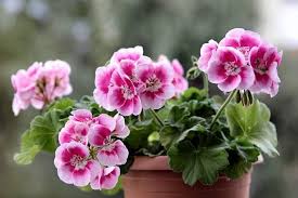 Image result for Pelargonium