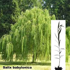 Image result for Salix babylonica