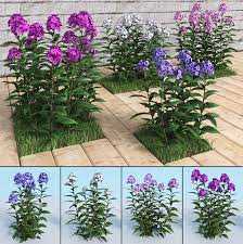 For the mirror universe counterpart, please see phlox (mirror). Garten Phlox Phlox Paniculata 3d Modell Turbosquid 1420707