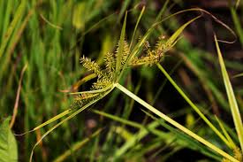 Image result for Cyperus cyperoides