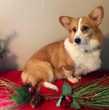 Our standards for pembroke welsh corgi breeders in illinois were developed with leading veterinarians and animal welfare experts. Haynes Corgis Illinois Home Facebook
