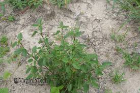 Image result for Sida spinosa