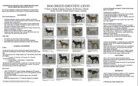 Visual Breed Identification National Canine Research Council