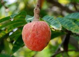Image result for Annona reticulata