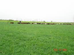 Yem Bitkileri Ve Latince Isimleri Italian Ryegrass Yem Bitkisi Tohumu Yem Bitkileri Reygras Otu