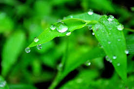 We did not find results for: 6 Manfaat Air Bagi Tumbuhan Yang Jarang Diketahui Eventkampus Com