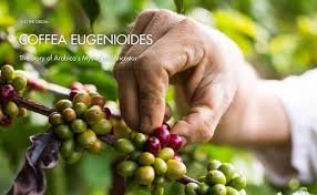 Image result for Coffea