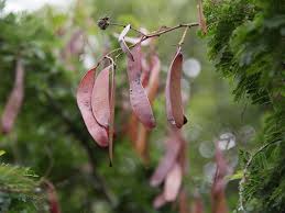 Image result for Newtonia hildebrandtii