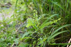 Image result for Phyllanthus nummulariifolius