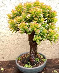 Jade Plant Succulent Bonsai Tag One Of Your Friends To Show Them Follow Us Olivra Cactusucculents Jade Plant Bonsai Jade Plants Planting Succulents