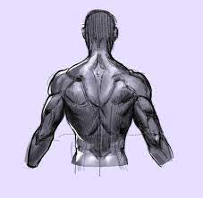 Strengthening your back muscles can help prevent these types of injuries and ensure that your entire body works smoothly, both during daily movements and during exercise. How To Draw The Human Back A Step By Step Construction Guide Gvaat S Workshop