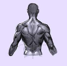 My ultimate guide to learn how to draw muscles for any body types! How To Draw The Human Back A Step By Step Construction Guide Gvaat S Workshop
