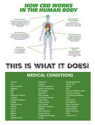 How Cbd Works In The Human Body Cbd Oil Cbd Headache Treatment