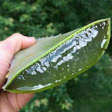 You'll need something that can cut through small leaf stems and roots, such as a knife from. How To Grow Aloe Vera Beginner S Guide Succulent City