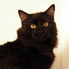 Merlot Is A Handsome Black Cat With Silky Medium Length Fur Fu Manchu Whiskers And A Single Black Toe He Came Here From A Cat Love Norwegian Forest Cat Cats