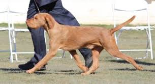 Powered by create your own unique website with customizable templates. Wv Breeder Registry Wirehaired Vizsla Breeders California Usa Wirehaired Vizslas Wirehaired Vizsla Puppies Wv Breeder Registry Jayney S Creative Works Jcw