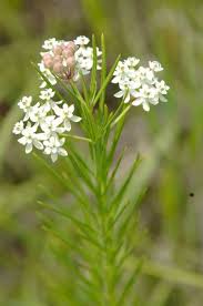 Whorled Milkweed Pahl S Market Apple Valley Mn