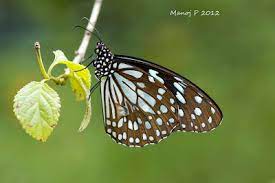 Blue Tiger Butterfly Butterfly Garden Blue Tigers Butterfly