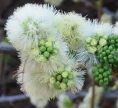 Image result for Acacia mellifera