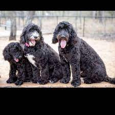 See more about puppy applications. Gold Coast Sheep And Labradoodles Home Facebook
