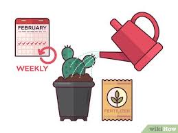 While both succulents and cacti store their own water, you can't. How To Grow Cactus Indoors With Pictures Wikihow