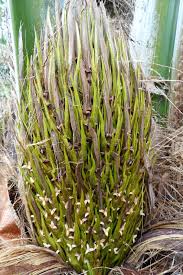 Image result for Elaeis guineensis