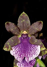 Image result for Polystachya greatrexii