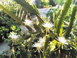 There are around 2000 different species of cactus that differ in size, shape, color and type of habitat. Louisiana Cactus Cactus Jungle