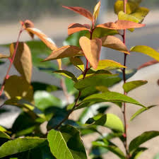 Image result for Xymalos