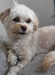 Found dog near Tall Timbers