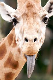 Pin By June Robinson On Cute Giraffe Giraffe Pictures Animals