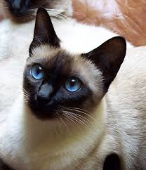 Pin By Irrosss On Siyam Siamese Cats Cats Pet Loss Cat