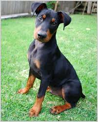 doberman pinscher doberman pinscher dog doberman dogs doberman pinscher puppy