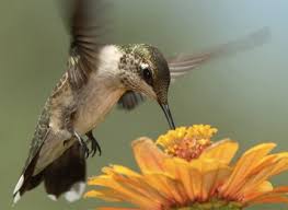 (hummingbirds and woodpeckers are the only birds that can do this.) the front part of the tongue is split this forces air downward on the upstroke as well. Hummingbirds Arrive In Houston