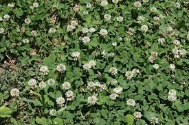 Dutch White Clover Seeds Is A Shallow Rooted Low Growing Perennial Legume Well Suited For A Garden Cover Crop Or Clover Seed White Dutch Clover Perennials