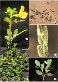 Image result for Zornia setosa