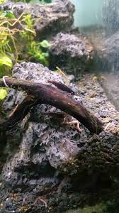 Beberapa jenis ikan pemakan tumbuhan dapat memakan alga atau fitoplankton yaitu ikan nilem, tawes, mola, bandeng, nila, tambakan dan oskar. 4 Jenis Ikan Pemakan Lumut Alga Aquascape Binatang Peliharaan