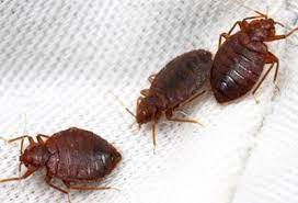 It might have happened in a scrupulously clean bedroom. Bed Bug Myths And Facts The Truth About What You Should Know Batzner Pest Control