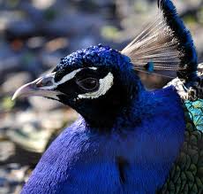 اسمه العربي الطاووس والاسم الانجليزي للطاووس peacock وهذا هو الاسم المنتشر للطاووس على الرغم من هذا الاسم يطلق على ذكر الطاووس وانثى الطاووس تسمى. Ù…Ø¹Ù„ÙˆÙ…Ø§Øª Ø¹Ù† Ø§Ù„Ø·Ø§ÙˆÙˆØ³ Ø§Ù„Ø£Ø²Ø±Ù‚ Ù…Ø¹Ù„ÙˆÙ…Ø§Øª Ø¹Ù†Ù‡Ø§ Ø·Ø±Ù‚ Ø§Ù„Ø¹ÙŠØ´ Ø§Ù„ØºØ°Ø§Ø¡ Ø¨ÙŠØ¦ØªÙ‡Ø§ Ø§Ù„ØªØ±Ø¨ÙŠØ© Ùˆ Ø§Ù„ØªÙƒØ§Ø«Ø± Ø¹Ø§Ù„Ù… Ø§Ù„Ø­ÙŠÙˆØ§Ù†