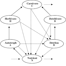 In the terrestrial food chain on the left, grasses are the producers. Schematic Diagram Of The Food Web Model With Grazing And Detrital Food Download Scientific Diagram