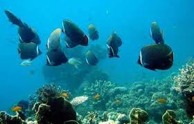 Image result for andaman nicobar image