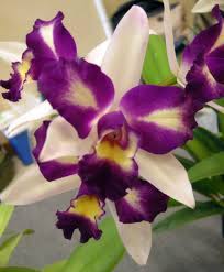 Fiore giallo simile all orchidea salve, due mesi fa mi è stata regalata pianta simile all'orchidea trovata nel bosco: Orchidee Come Si Fa A Ibridarle Fra Loro Passione In Verde