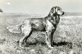 Although the golden irish will grow up to be a large dog, puppies will be small and fragile, so take care to give your pet a safe space in which to learn and develop. History Of The Golden Retriever From Unfashionable To Wildly Popular