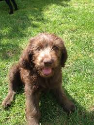 A variety to choose from. Beautiful F1b Labradoodle Puppies For Sale Ipswich Suffolk Pets4homes