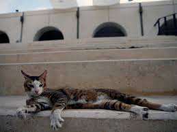 Feral cat ear notching | bad cat chris. A Quick Guide To Helping Street Cats In The Uae The National