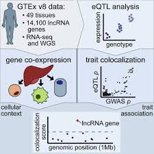 Bạn đang đọc truyện ma long của tác giả hủ thi ngạc trên website đọc truyện online. Population Scale Tissue Transcriptomics Maps Long Non Coding Rnas To Complex Disease Sciencedirect