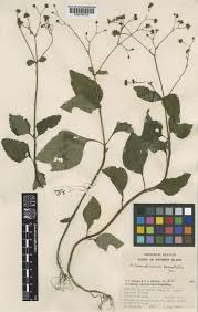 Image result for Adenostemma viscosum