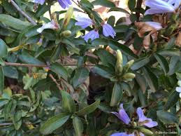 Image result for Sclerochiton hirsutus