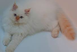 You are viewing a 12 week old male flame point persian himalayan kitten. Pin On My Newest Obsession Flame Point Himalayans