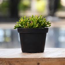 Image result for Rhipsalis